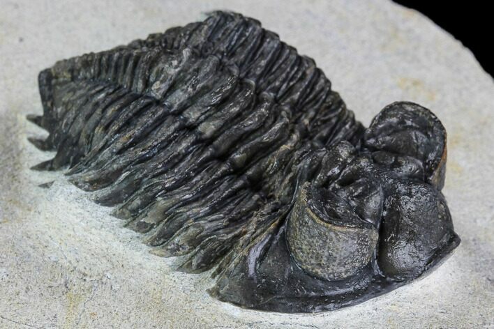 Coltraneia Trilobite Fossil - Huge Faceted Eyes #108428